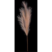 Pampas tráva, svetlohnedá, 9 x 77 cm